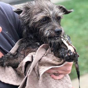 Meet your Posher, Sam